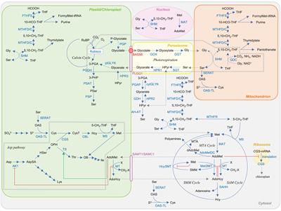 Metabolism and Regulatory Functions of O-Acetylserine, S-Adenosylmethionine, Homocysteine, and Serine in Plant Development and Environmental Responses